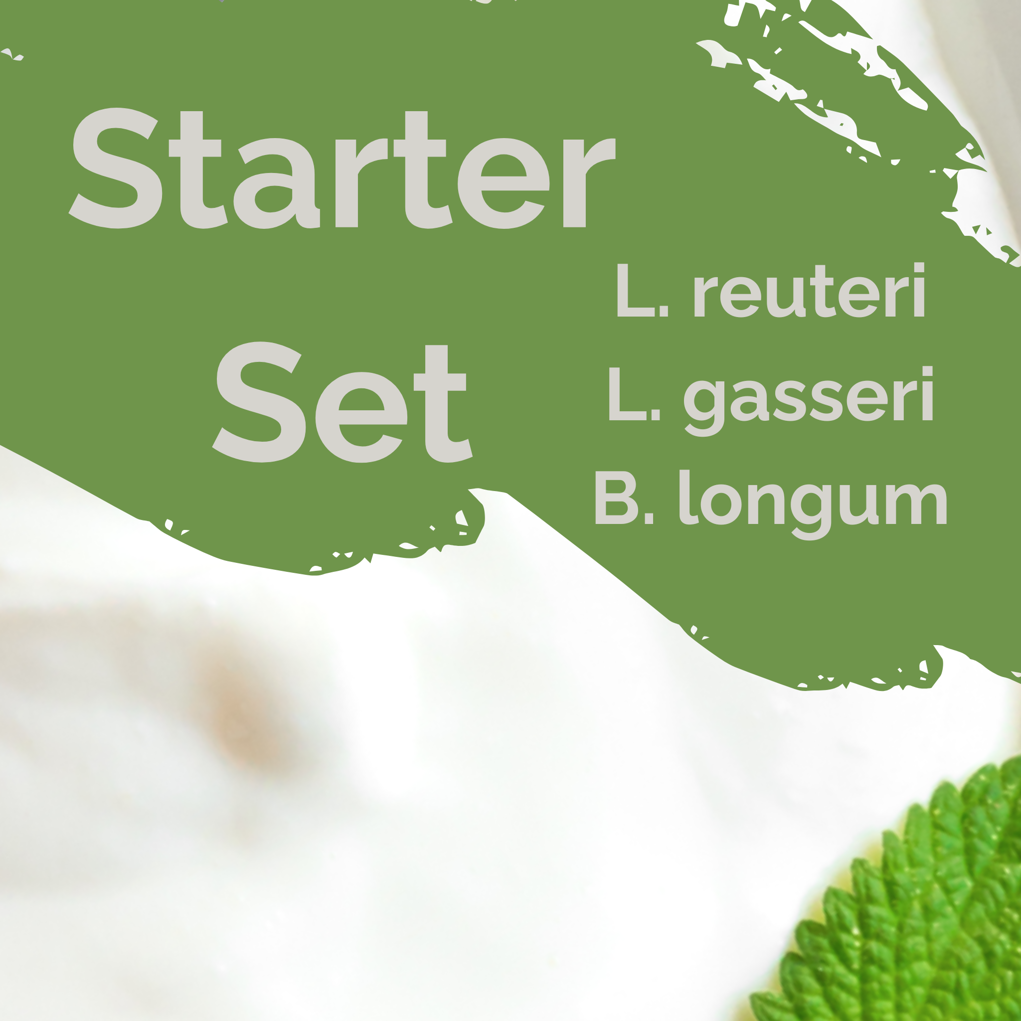 L. reuteri + L. gasseri + B. longum | Yogurt Starter Set | Light Gut | Starter Cultures | Pack of 3